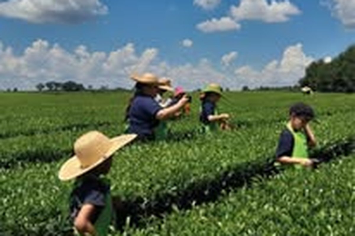 Ruta del Té