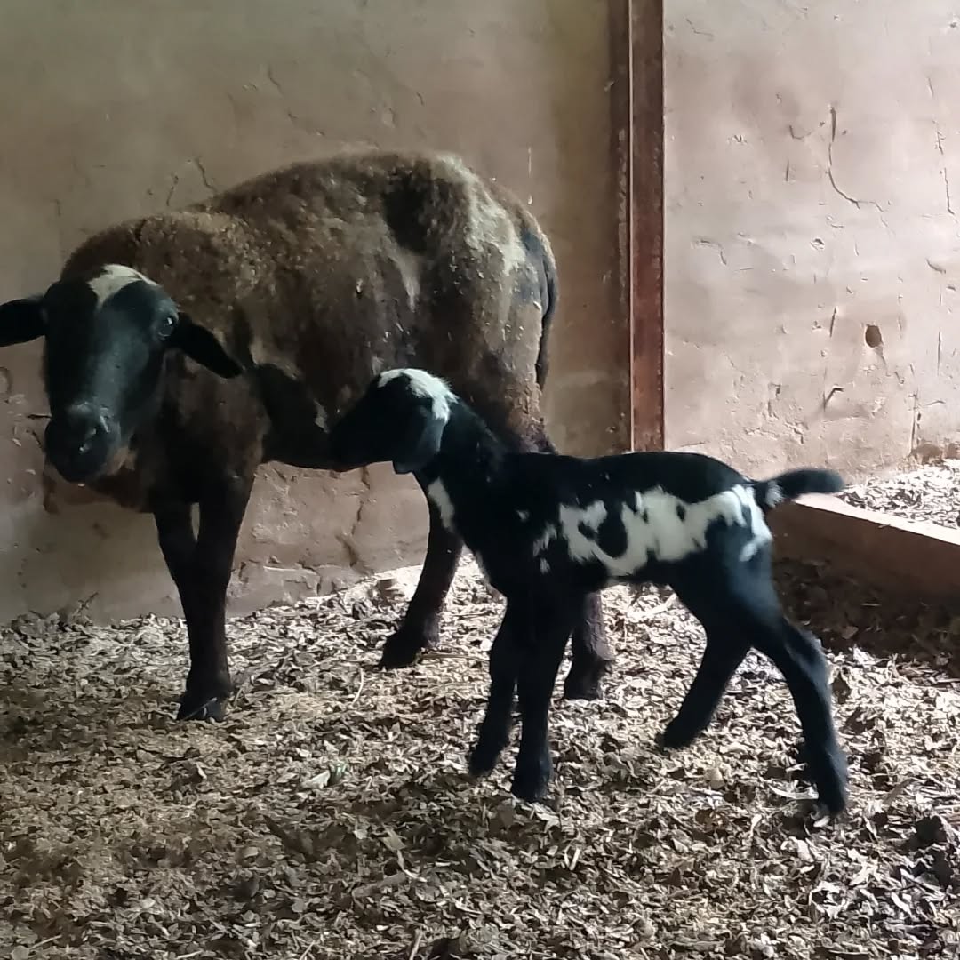 oveja negra en la granja