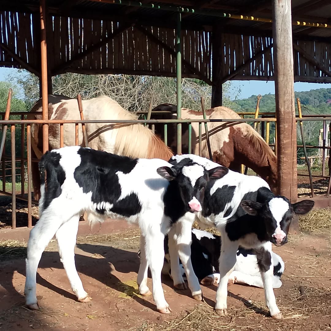 vacas en el corral de la granja