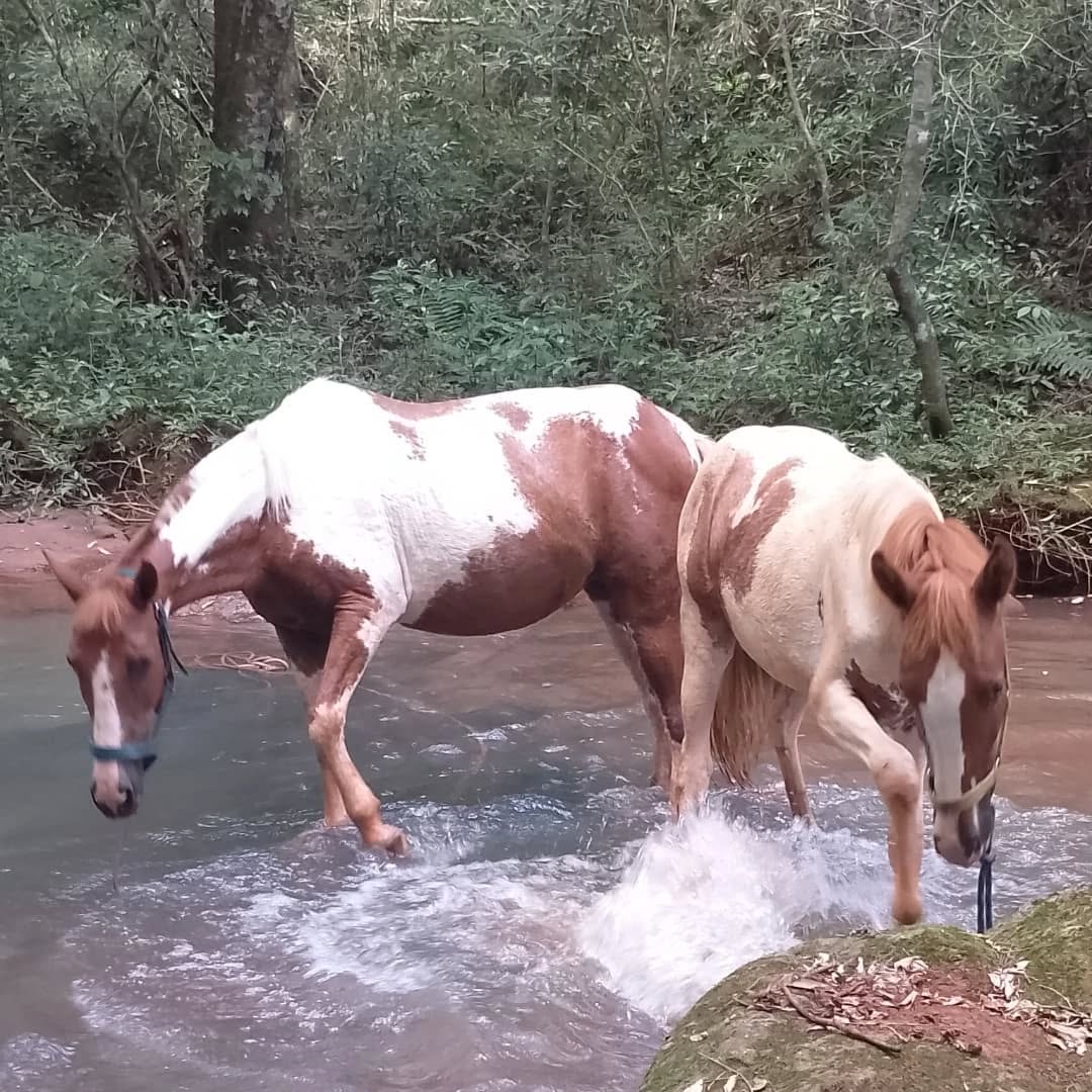caballos en el arroyo